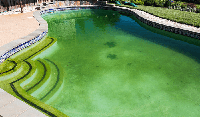 How to get Algae out of your pool without a Vacuum